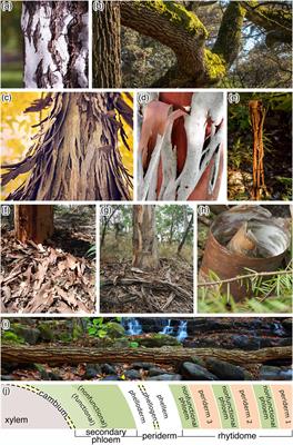 Bark-Water Interactions Across Ecosystem States and Fluxes